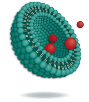 Liposome representation