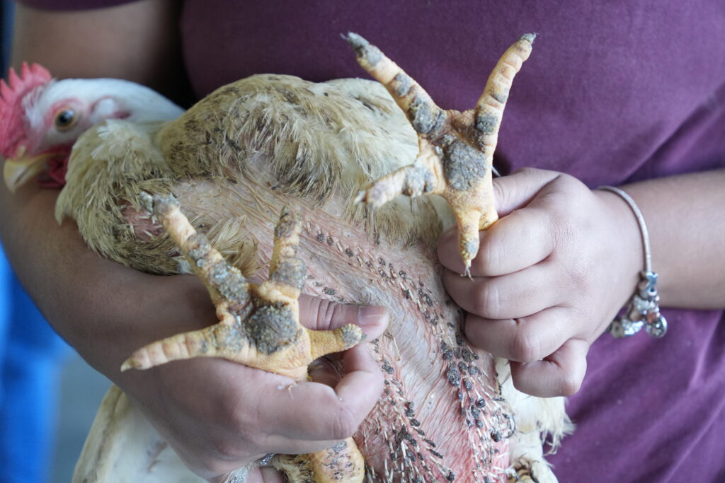 Frango de corte com a pata lesionada